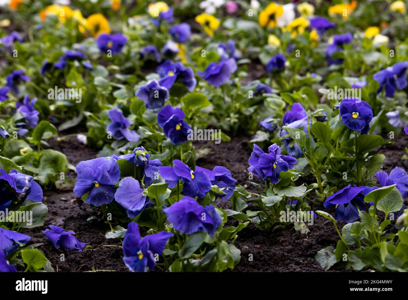 Saintpaulia ionantha, afrikanisches Violett, blaulila Violett Stockfoto