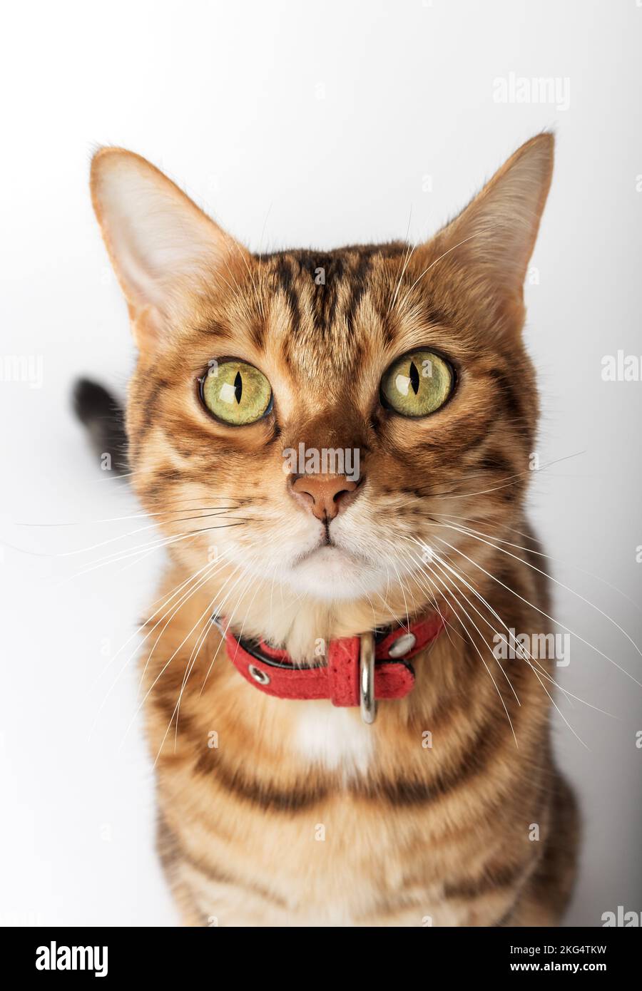Porträt einer bengalischen Katze im roten Halsband. Nahaufnahme. Stockfoto