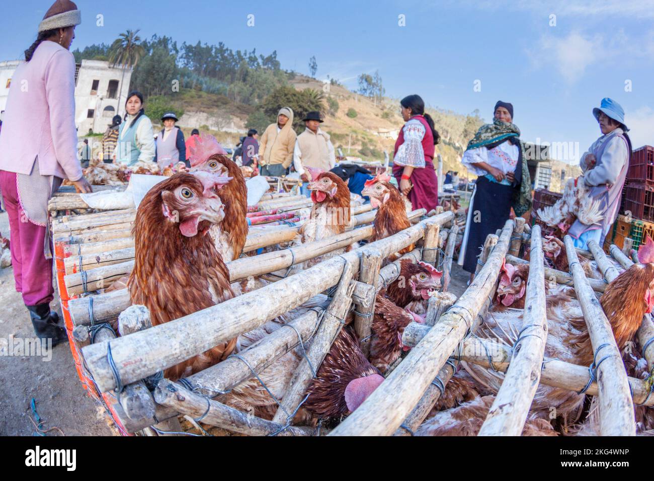 Der Verkauf von Hühnern sowie Enten und Hamstern findet wöchentlich auf dem Tiermarkt in Otavalo, Provinz Imbabura, Ecuador, Südamerika, statt. Stockfoto