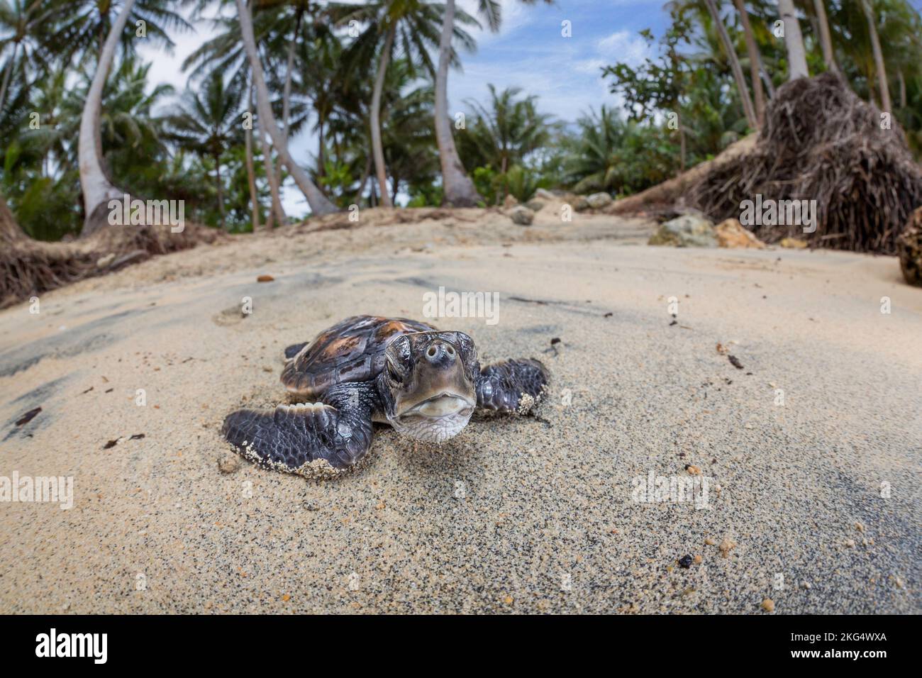 Eine frisch geschlüpfte Baby Green Sea Turtle, Chelonia mydas, eine bedrohte Art, macht es den Weg über den Strand auf das Meer vor der Insel Yap, Micr Stockfoto