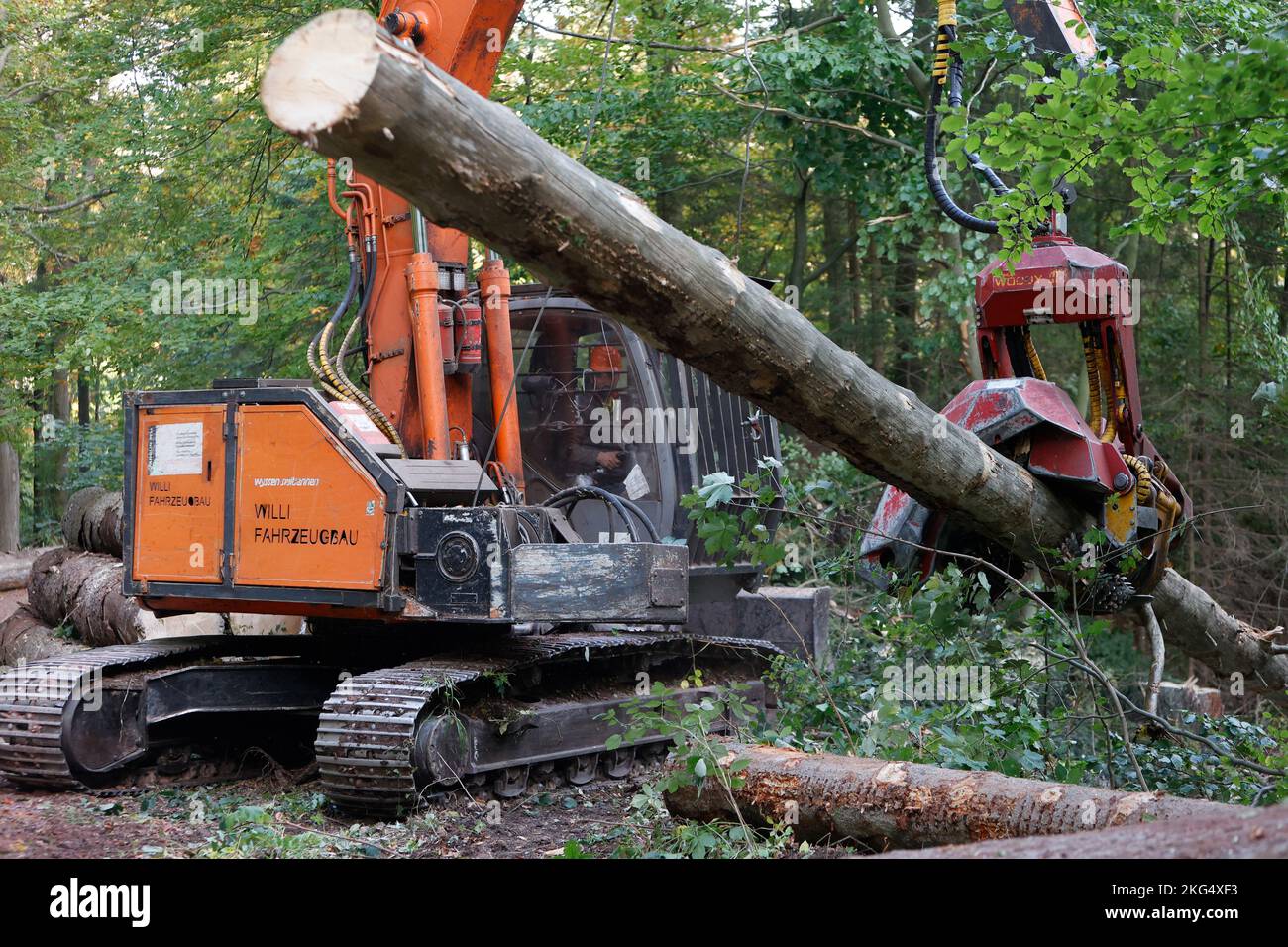 Ilsenburg, Deutschland. 11. Oktober 2022. Gefallene Bäume werden mit schwerem Forstausrüstungen aus dem Ilse-Flussbett gezogen. Deadwood, das im Rahmen der Straßenverkehrssicherheitsmaßnahmen im Bereich der Ilse-Wasserfälle gefällt wurde, wird derzeit aus dem Flussbett der Ilse entfernt, um einen vorbeugenden Hochwasserschutz zu gewährleisten. Die Arbeiten werden voraussichtlich bis November andauern. Das Gebiet des unteren und oberen Ilse-Falls von der Bremer Hütte bis zum Sandtal wird für die Dauer der Arbeiten zum Schutz der Öffentlichkeit vollständig geschlossen. Quelle: Matthias Bein/dpa/Alamy Live News Stockfoto