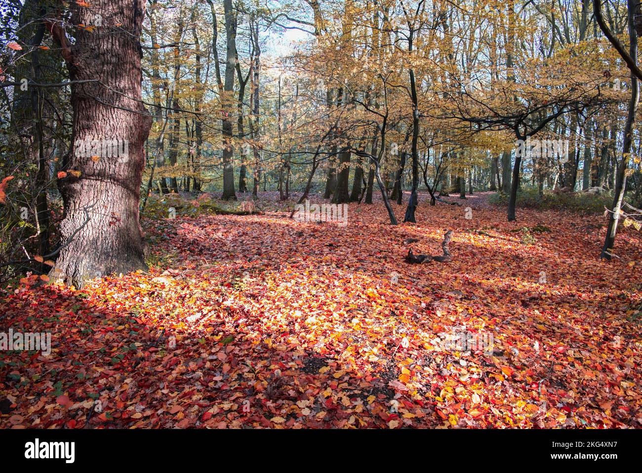Herbstfarben im Wald sehen zu dieser Jahreszeit in Großbritannien gut aus. Schöne Gelb- und Goldbraun-Darstellungen vor blauem Himmel. Stockfoto