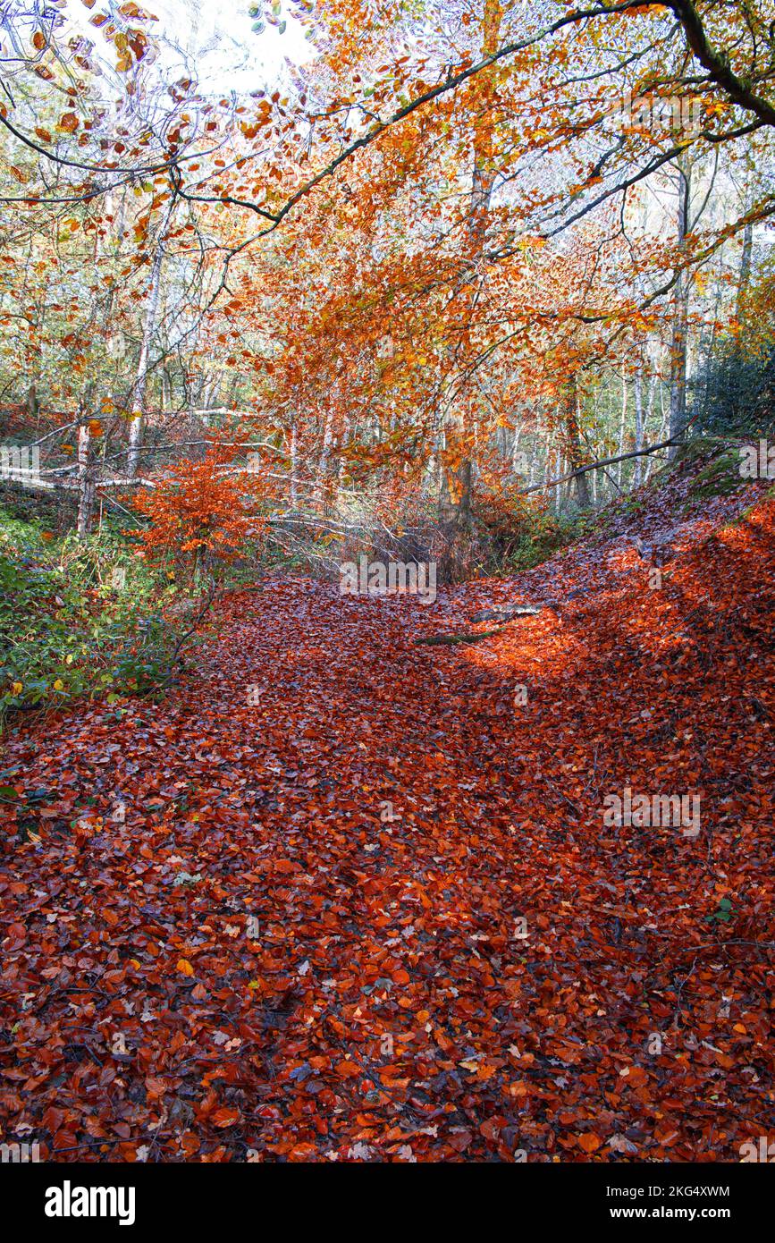 Herbstfarben im Wald sehen zu dieser Jahreszeit in Großbritannien gut aus. Schöne Gelb- und Goldbraun-Darstellungen vor blauem Himmel. Stockfoto