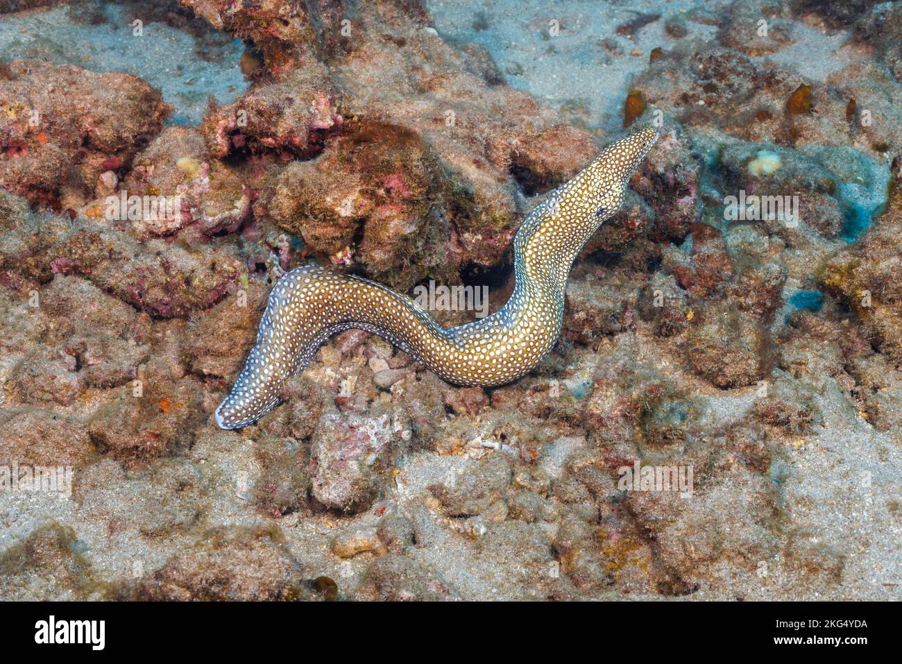Der Muränen-Aal, Gymnothorax meleagris, wird tagsüber, in der Regel Hawaii, nicht am Riff gefunden. Stockfoto