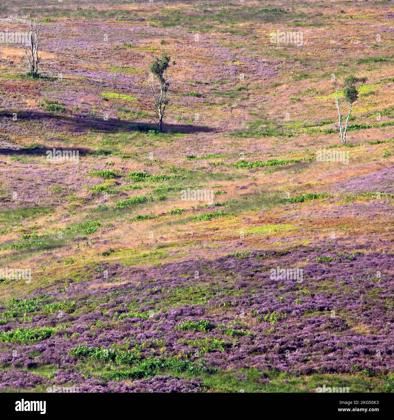 Cannock Chase Gebiet von außergewöhnlicher natürlicher Schönheit im Spätsommer Staffordshire Stockfoto