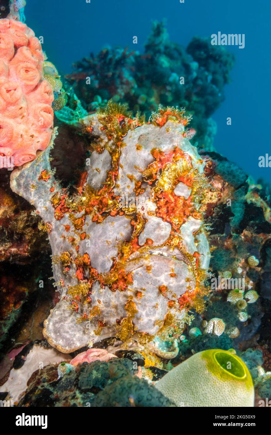 Ein Commerson-Anglerfisch, Antennarius commersoni, thront zwischen Korallen und einem Tunikat, Philippinen, Asien. Stockfoto