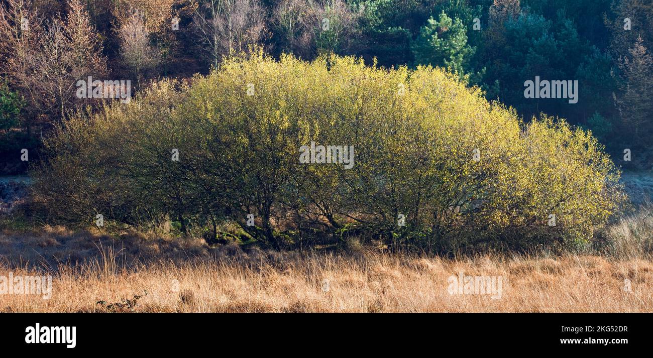 Grey Willow mit gelben Farbtönen im späten Herbst November auf Cannock Chase AONB (Gebiet von herausragender natürlicher Schönheit) in Staffordshire, England Stockfoto