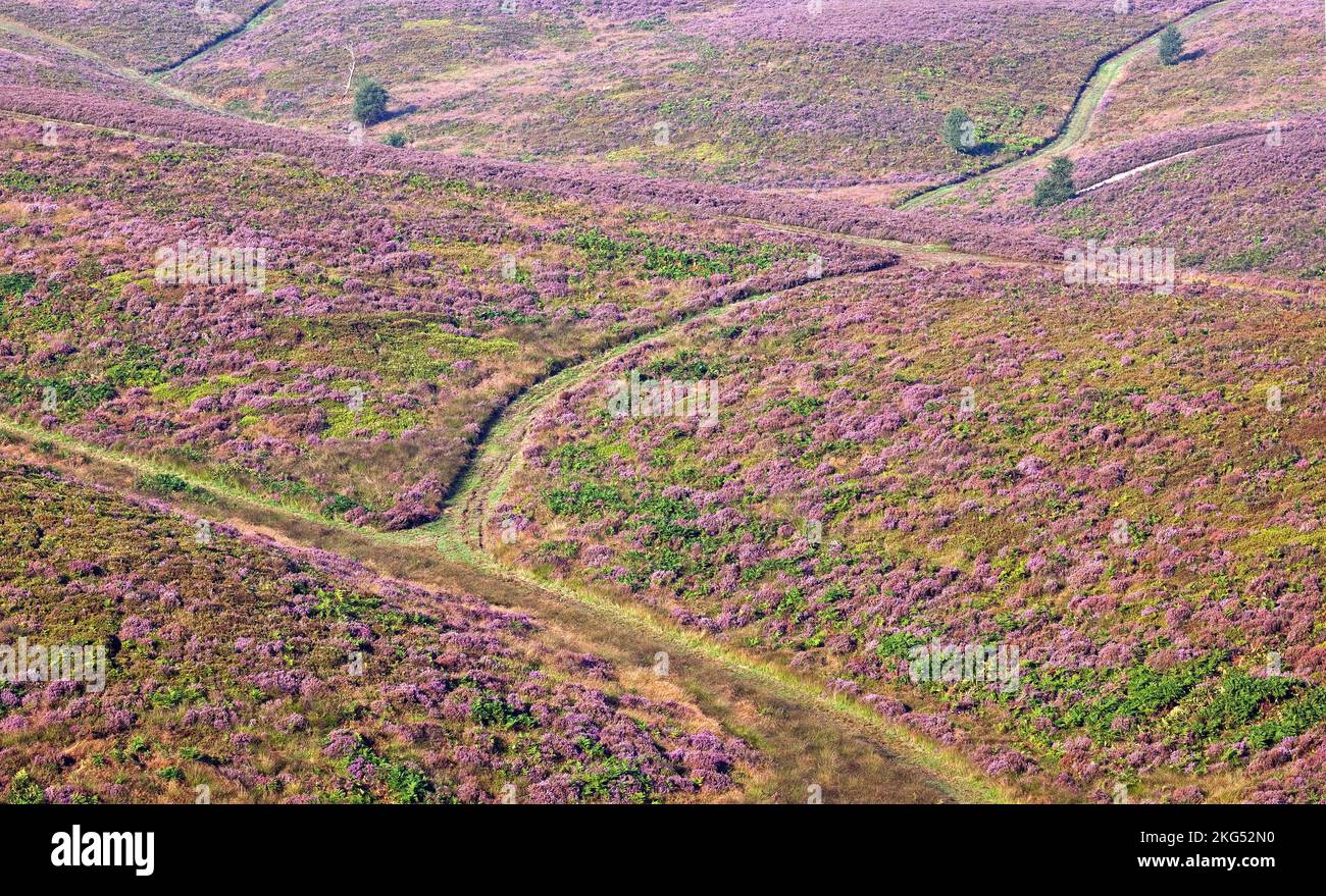 Schlängelnde Wanderwege durch das blühende Heidekraut im Spätsommer Cannock Chase Gebiet von Oustanding Natural Beauty Staffordshire England Großbritannien Stockfoto