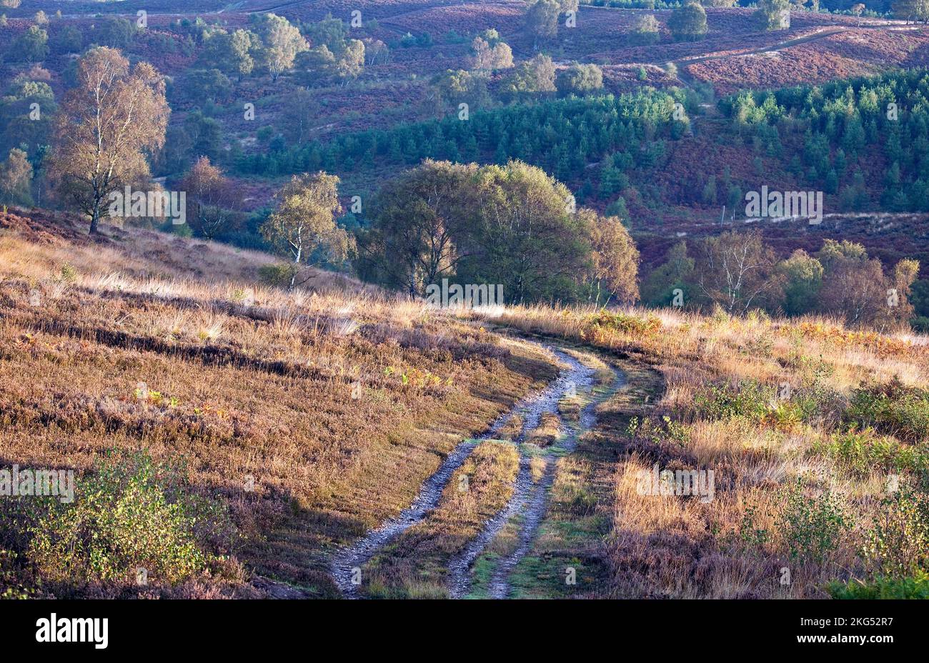 Fahren Sie im Herbst über die Heide zum Sherbrook Valley im Cannock Chase-Gebiet von Outstanding Natural Beauty Staffordshire Stockfoto