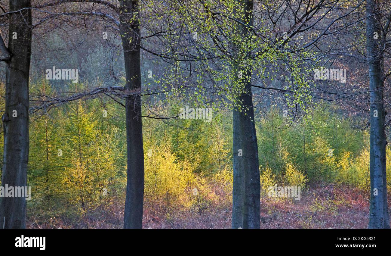 Wald am frühen Morgen Licht im Frühling zeigt Schönheit in der Natur mit markanten Mustern, Form und Textur, Cannock Forest Stockfoto