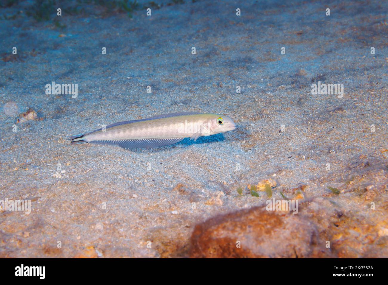 Die flagtail Tilefish, Malacanthus brevirostris oder quakerfish, bewohnt unfruchtbaren Gebieten der äußeren Riff fällt. Sie treten paarweise über Felsen oder sandigen Ar Stockfoto