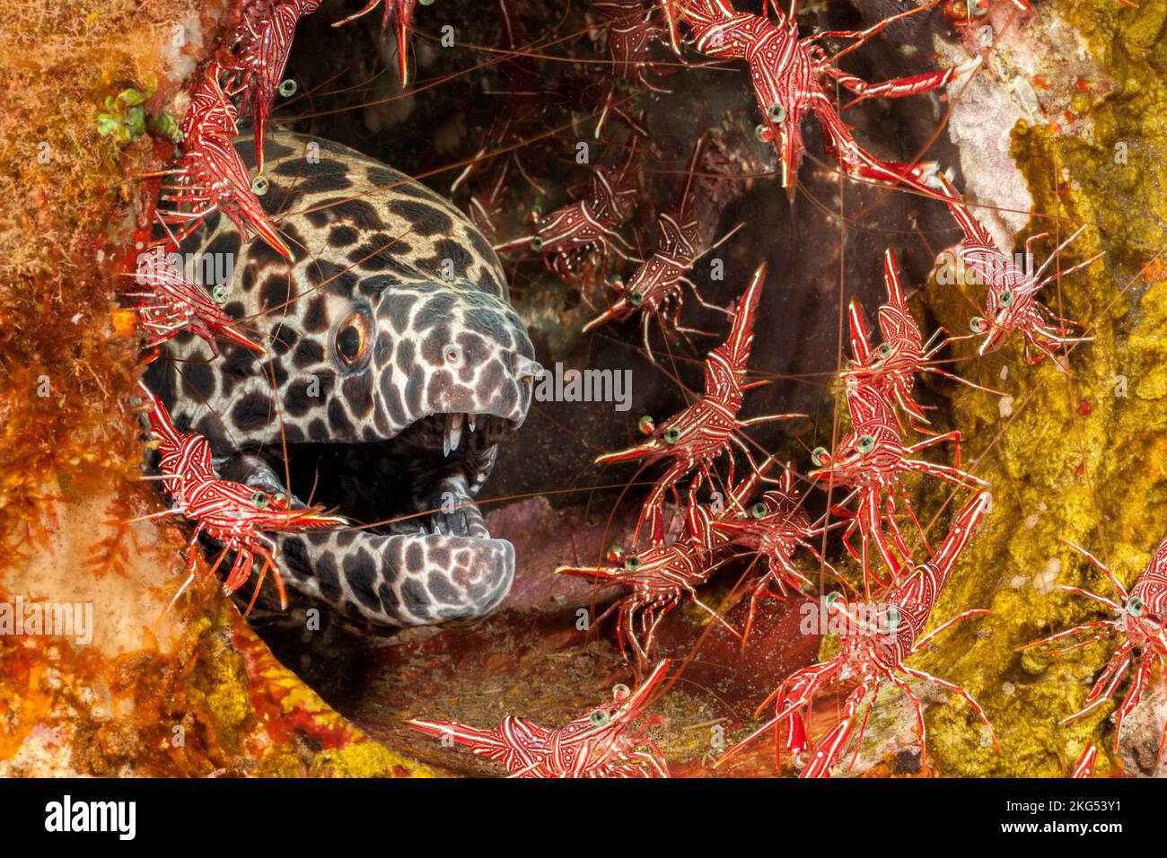 Dieser Muränen-Aal, Gymnothorax favagineus, wird von männlichen und weiblichen tanzenden Garnelen, Rhynchocinetes uritai, Indonesien, umgeben. Stockfoto