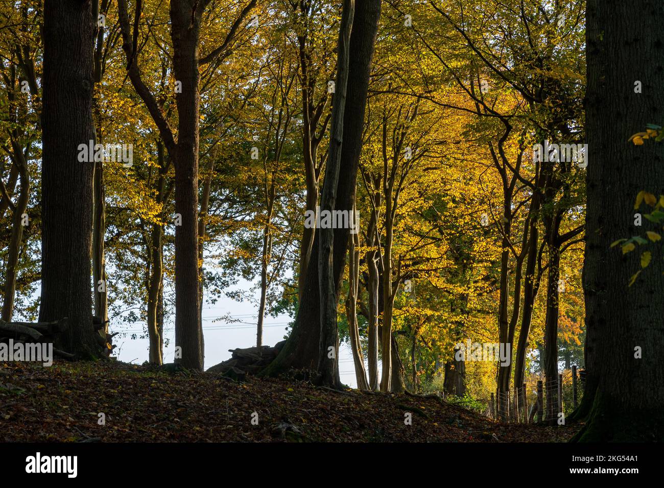 Herbstsonne in einem Buchenwald in Sussex, England Stockfoto