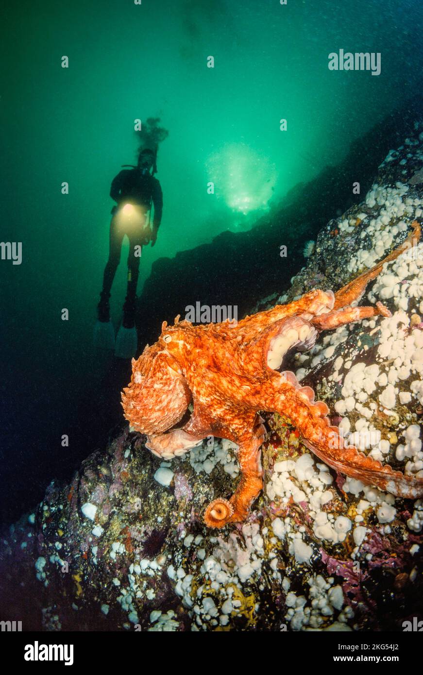 Eine riesige Pazifik Octopus, Octopus dolfleini, und ein Taucher (MR) an einer Wand in British Columbia, Kanada. Stockfoto