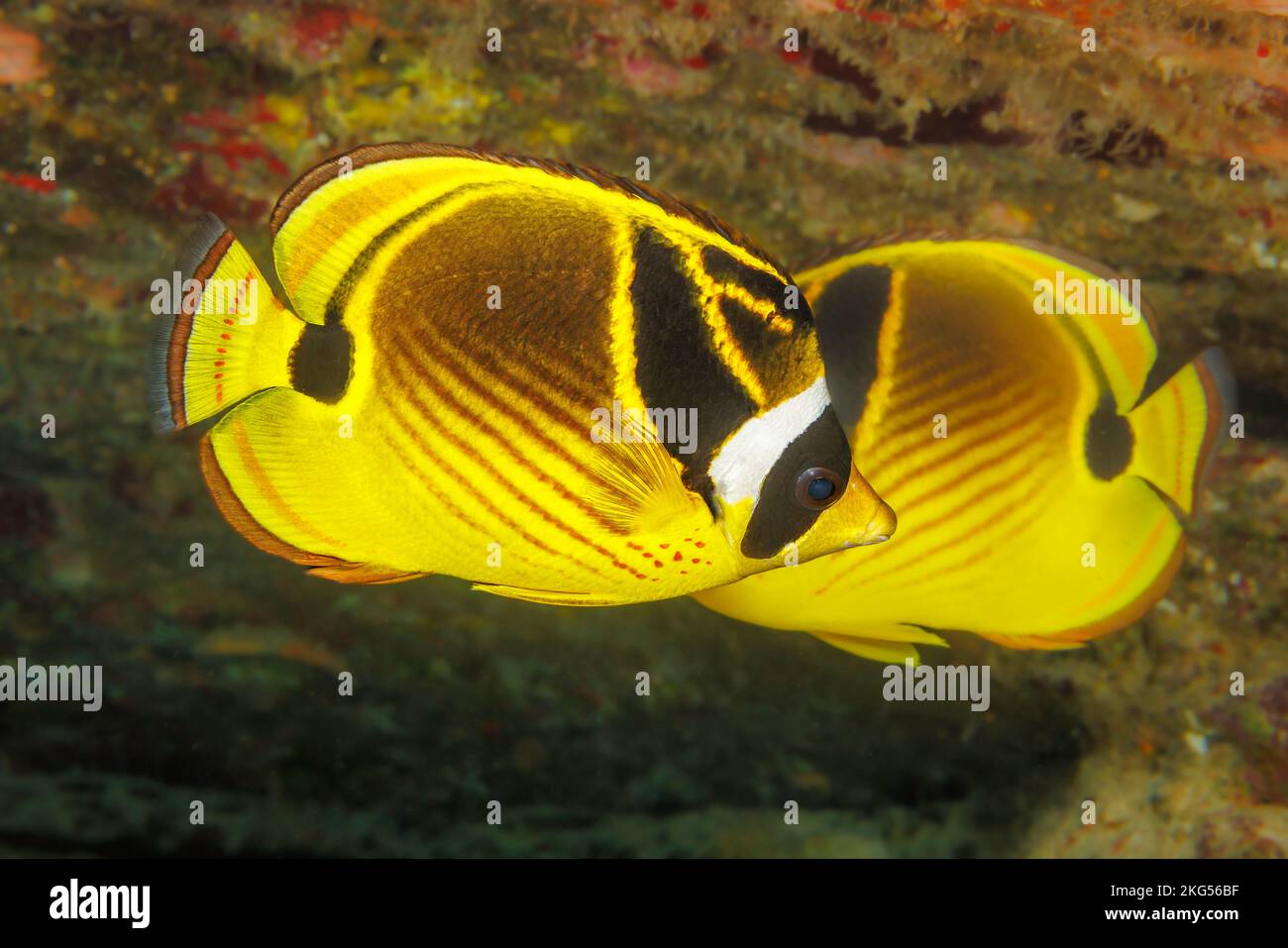 Marderfisch, Chaetodon lunula, wird oft paarweise und gelegentlich in großen Schulen, Hawaii, gefunden. Stockfoto