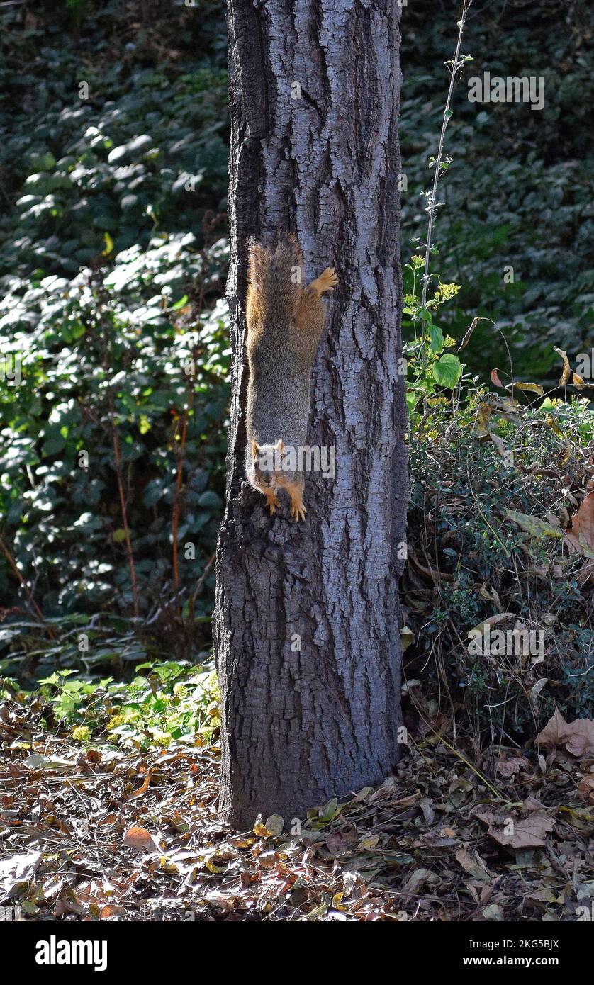Eichhörnchen auf Baum entlang des Alameda Creek Trail, in Union City, Kalifornien, Stockfoto