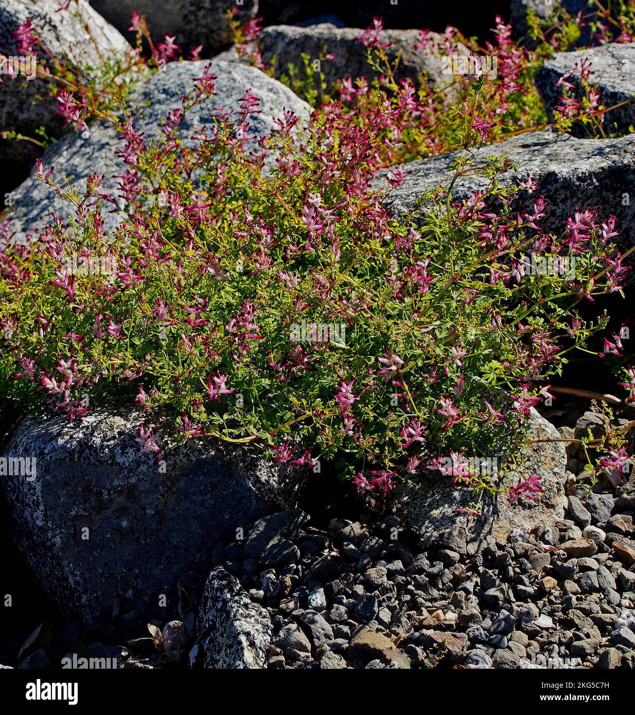 Blumen wachsen zwischen Felsen entlang des Alameda Creek Trail, in Union City, Kalifornien, Stockfoto