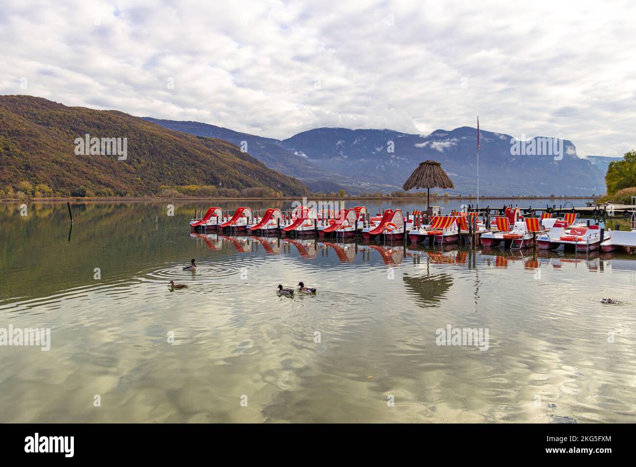 Kaltern, Südtirol, Italien -14. November 2022 männliche und weibliche Stockenten (Anas platyrhynchos) im Herbst am Caldaro-See, einem natürlichen Badesee Stockfoto