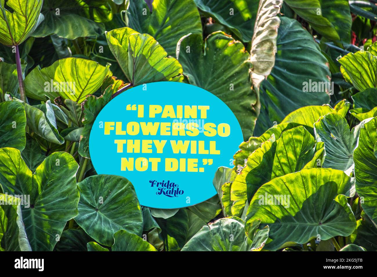 9-10-2022 Tulsa USA Zitat von Frida Kahlo - ich Male Blumen, denn sie werden nicht sterben - Schild in der Mitte der Elefantenohrpflanze Stockfoto
