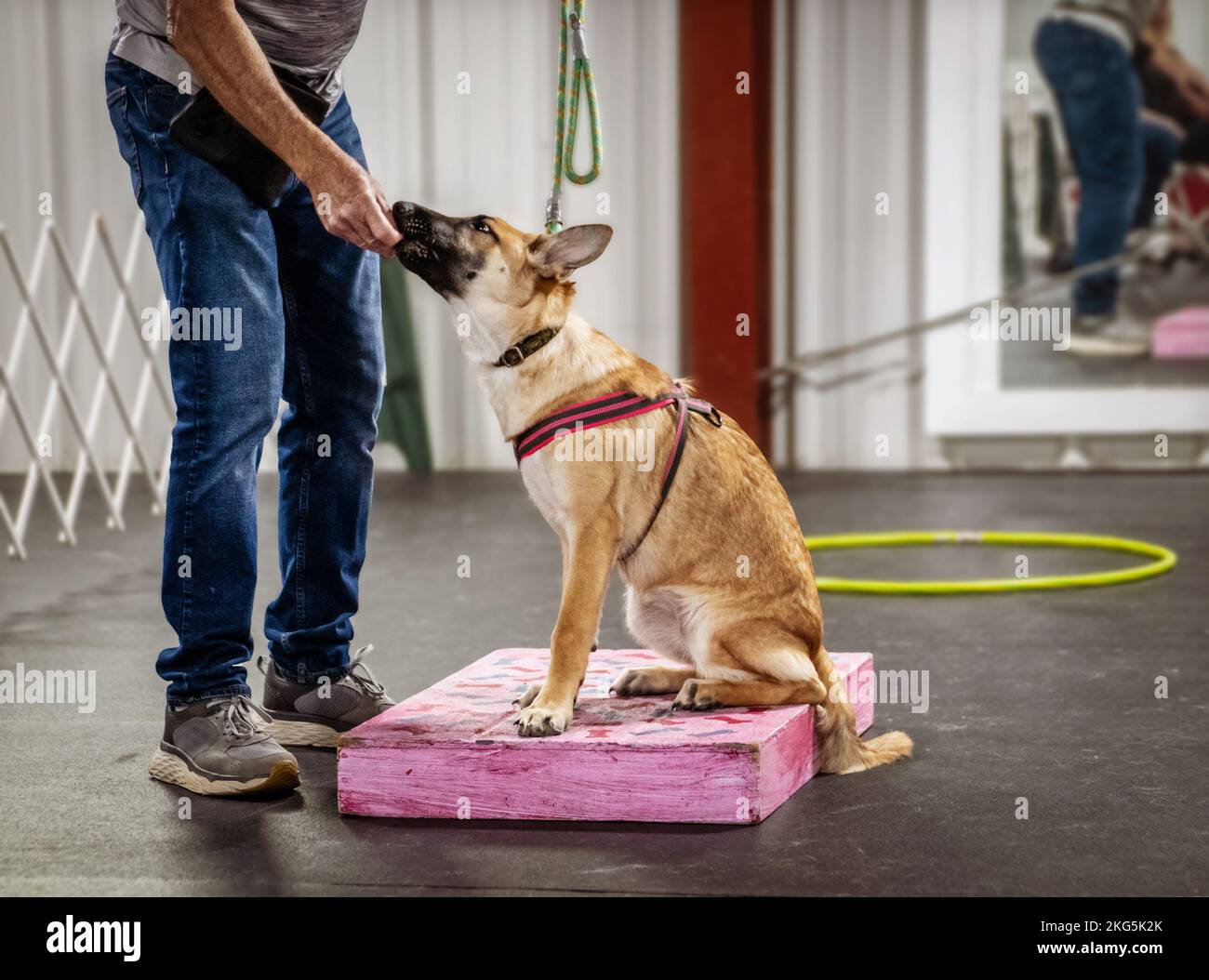 Hundetraining - Hündchen auf Holzkiste wird vom Meister verwöhnt, weil er mit verschwommener Wand und Spiegel im Hintergrund sitzt Stockfoto