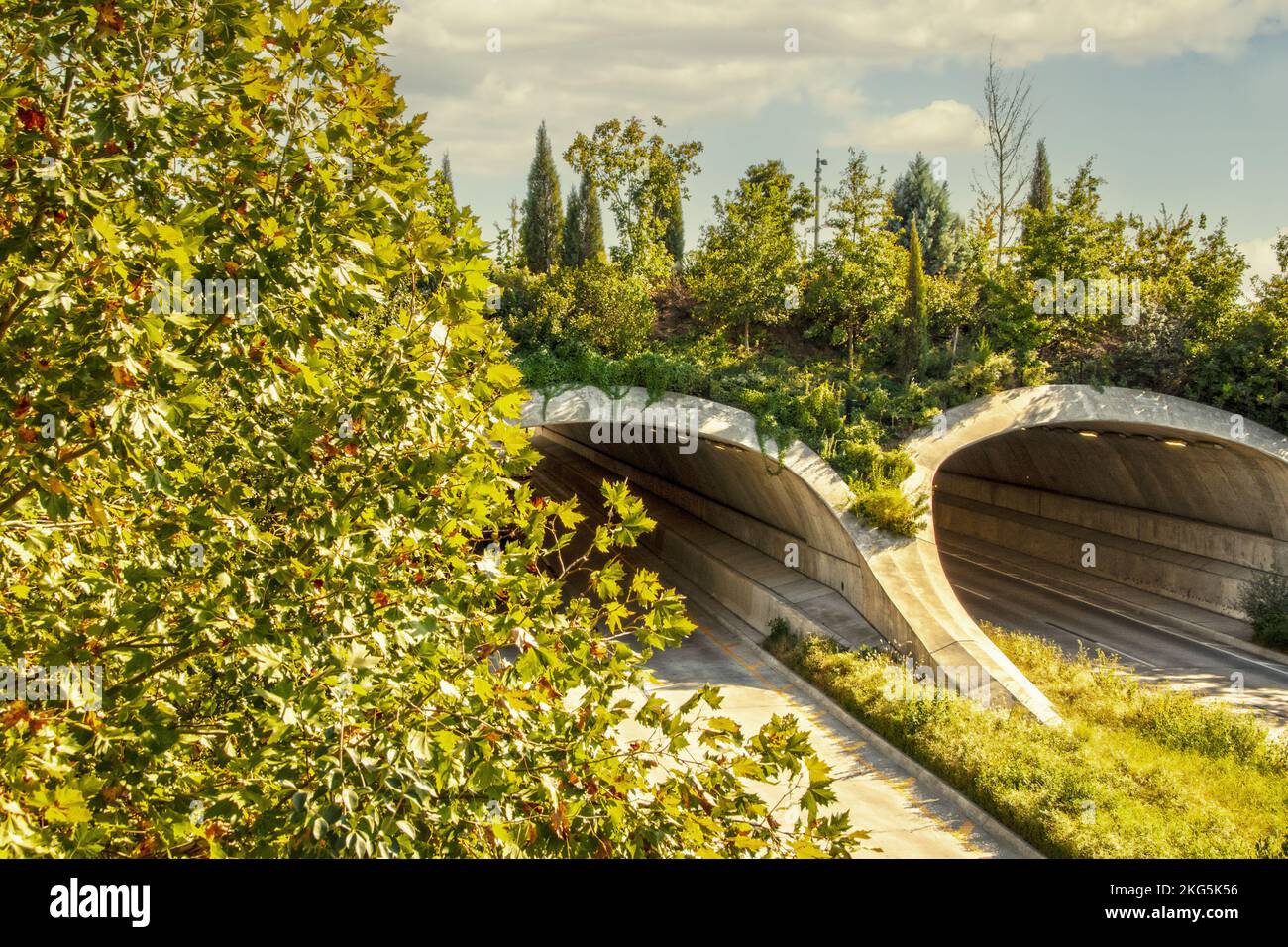 Landbrücke über die geteilte Autobahn mit Bäumen und Vegetation, die auf und um sie wachsen - bogenförmige Tunnel von oben am Spätsommertag Stockfoto