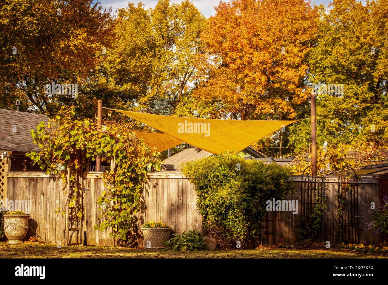 Im Oktober segeln Sie im goldgelben Schatten über einen überdachten Garten oder Partybereich mit gewölbtem Weinboden und Topfblumen und Herbstblättern im Hintergrund Stockfoto