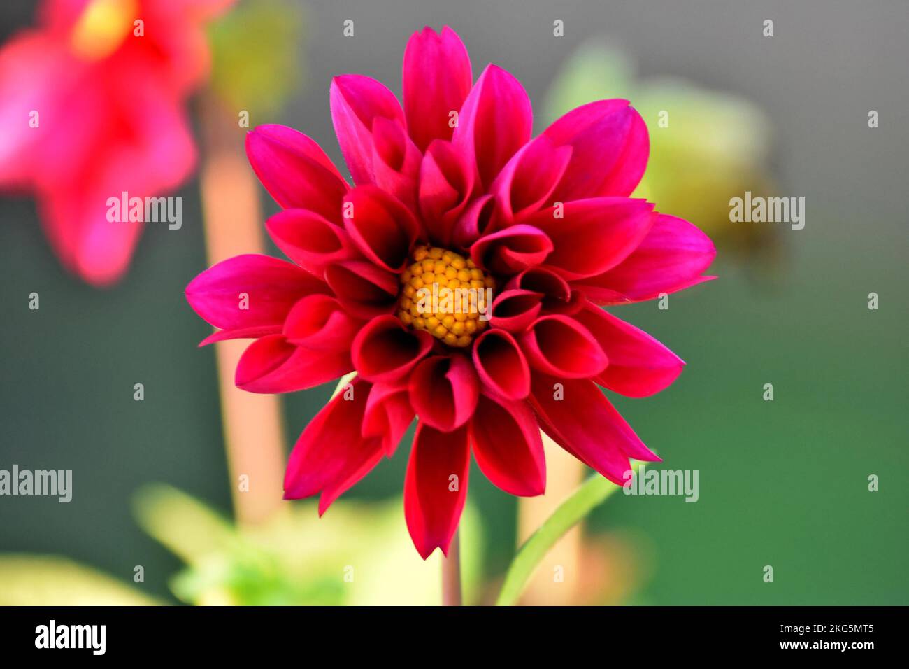 Leuchtend schöne rote und gelbe Blüten auf einem Feld Stockfoto