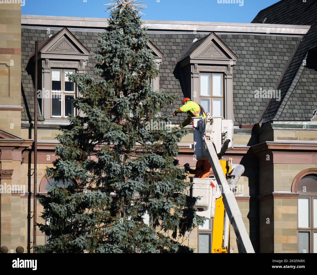 21. November 2022. Stadtmitarbeiter in einem Krankorb, der den Weihnachtsbaum vor dem Rathaus schmückt Stockfoto