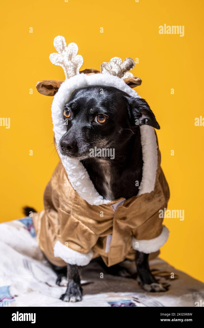 Kleiner Chihuahua Mix Dog im Rentierkostüm sitzend | Mangogelber Hintergrund Stockfoto