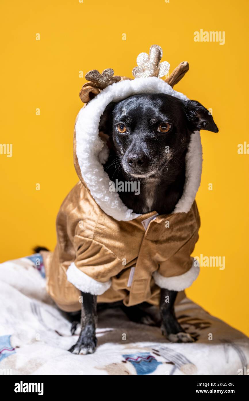 Kleiner Chihuahua Mix Dog im Rentierkostüm sitzend | Mangogelber Hintergrund Stockfoto