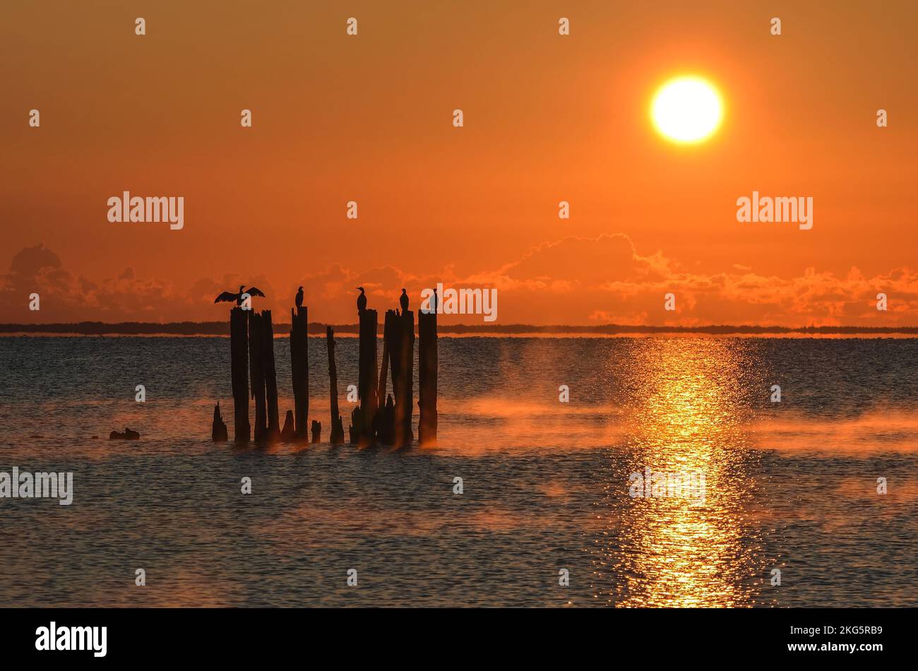 Wunderschöne Küstenlandschaft am Morgen. Vögel auf Baumstämmen über Wasser. Foto wurde in Gdynia, Polen, aufgenommen. Stockfoto