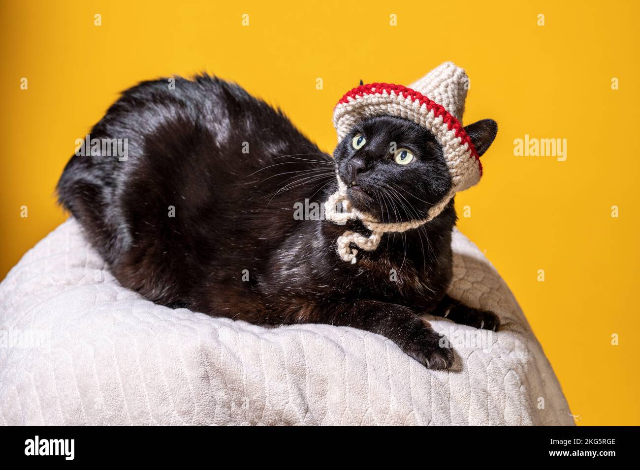 Schwarze Katze mit gestrickter Sombrero-Mütze | Mangogelber Hintergrund Stockfoto