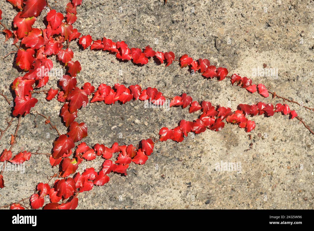 Blätter der Zaunkriechpflanze in heller Herbstfarbe. Nahaufnahme bei starkem Sonnenlicht. Rote Blätter in sonnenbeleuchteten Reihen auf einer grauen Betonwand. Stockfoto