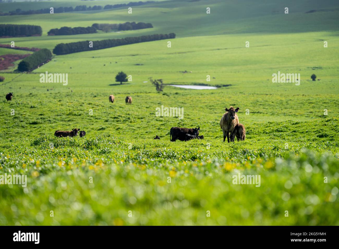 angus und Wagyu streicheln Kühe und Bullen im Frühling auf einem Bauernhof Stockfoto
