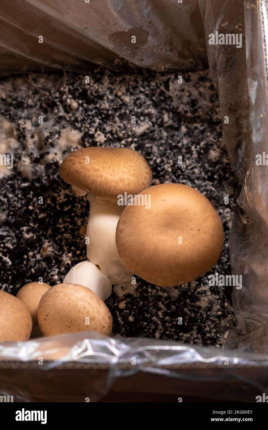 Braune Pilzschachtel. Champignons Pilze in den Boden. Champignons anbauen und sammeln. Viele Champignons Stockfoto