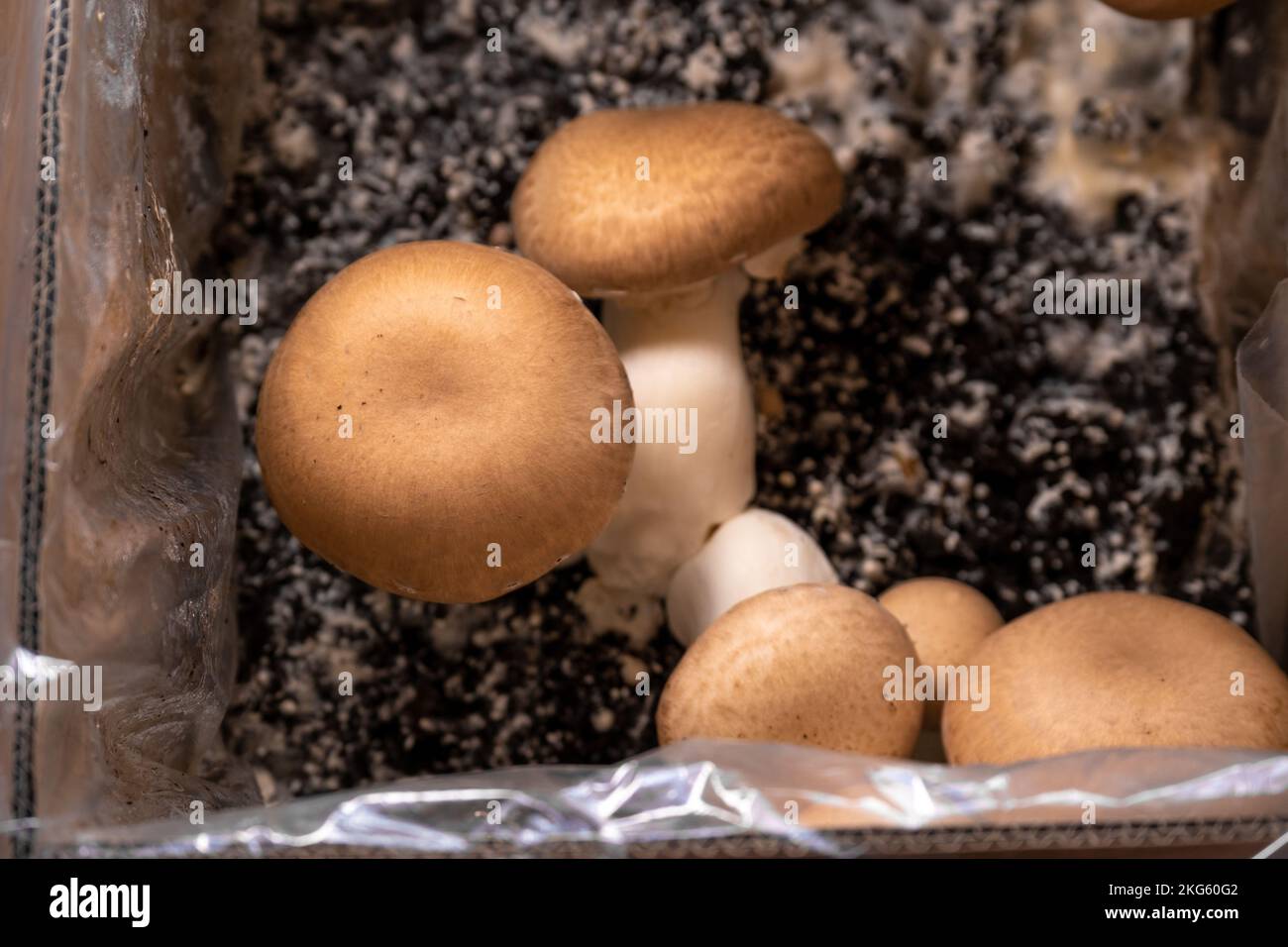 Braune Pilze in der Schachtel. Pilze zu Hause anbauen. Champignons Pilze in den Boden. Champignons anbauen und sammeln. Viele Champignons Stockfoto