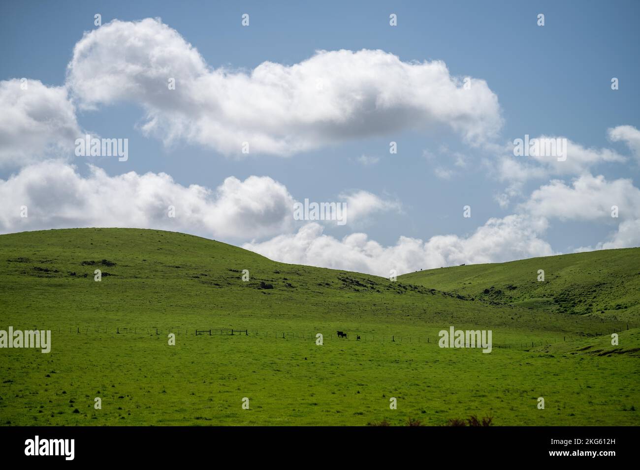 angus und Wagyu streicheln Kühe und Bullen im Frühling auf einem Bauernhof Stockfoto
