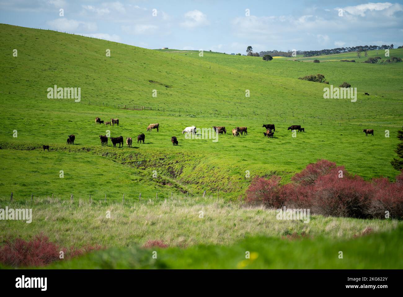 angus und Wagyu streicheln Kühe und Bullen im Frühling auf einem Bauernhof Stockfoto