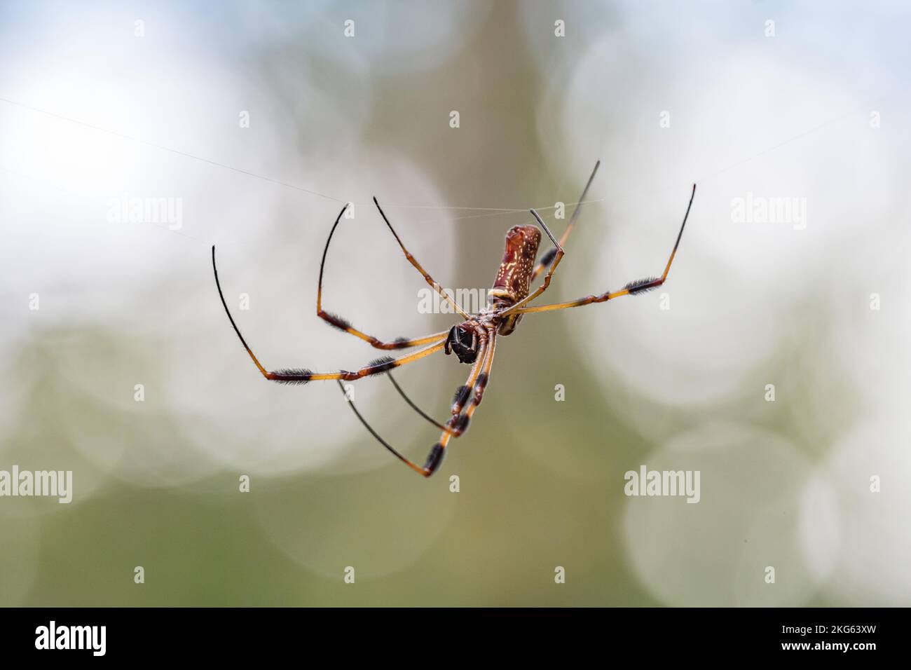 Über dem Wanderweg im Barataria Preserve westlich von New Orleans dreht sich eine Bananenspinne. Stockfoto