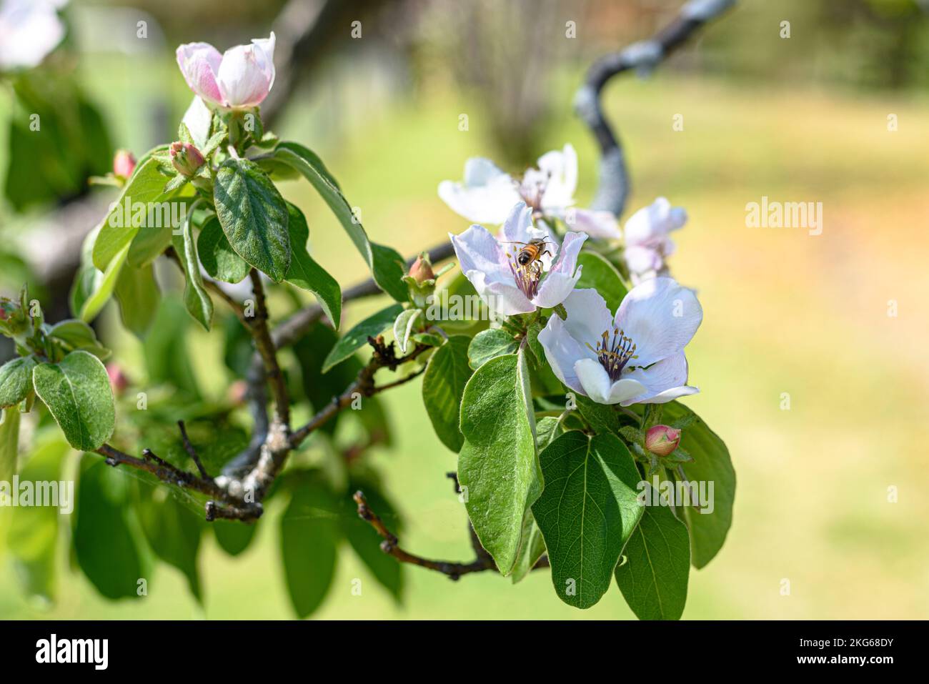 Eine Biene in der Blume eines Quittenbaums (cydonia oblonga) im Frühling in Australien Stockfoto