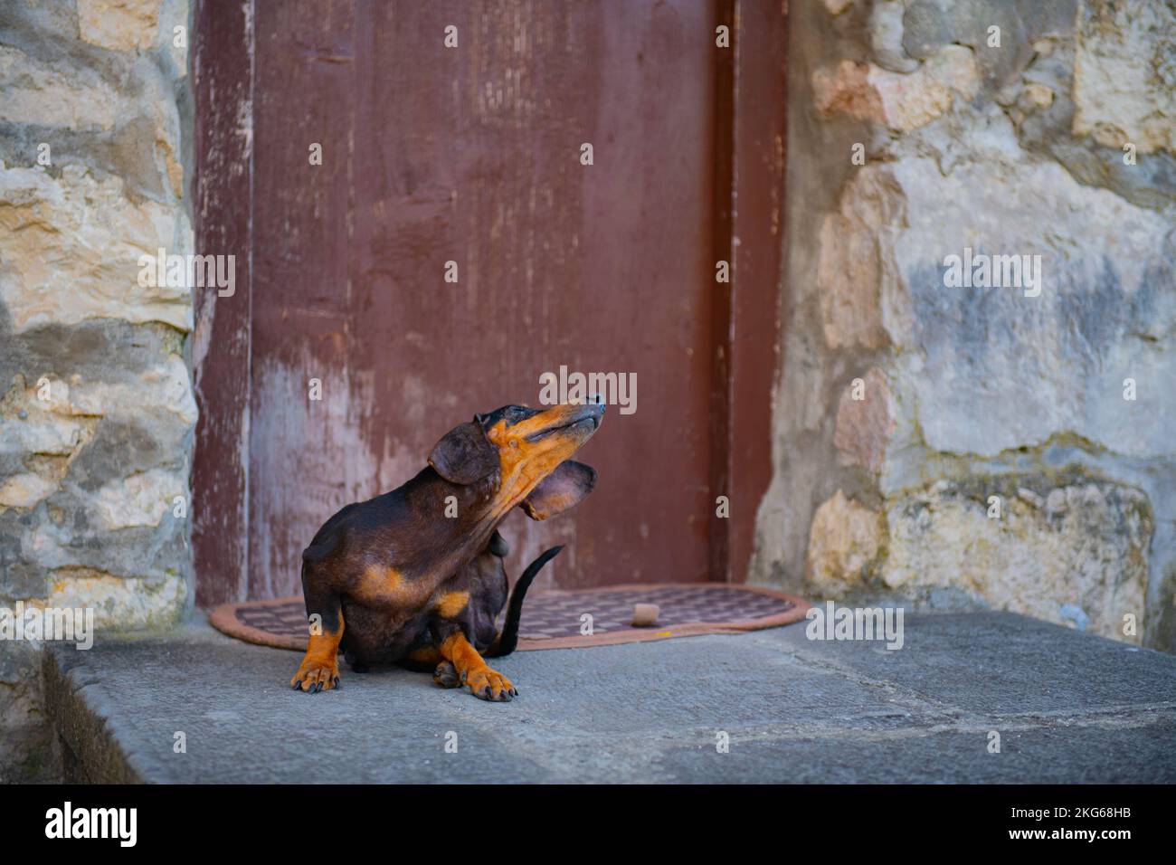 Ein Dackel-Hund steht auf einer felsigen Veranda Stockfoto