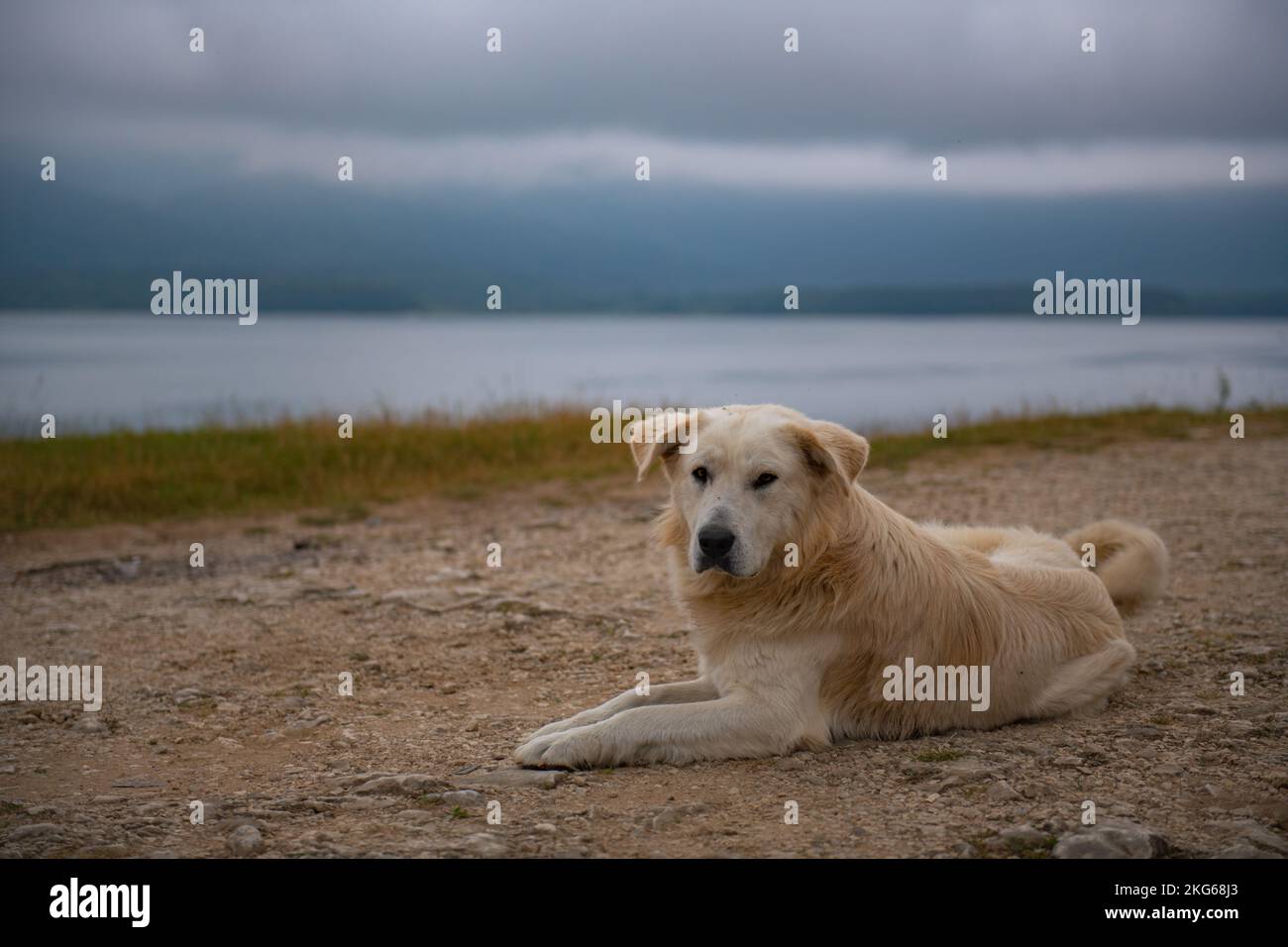 Golden Retriever liegt am Ufer des Shaor-Stausees Stockfoto Golden Retriever liegt am Ufer des Shaor-Stausees Stockfoto