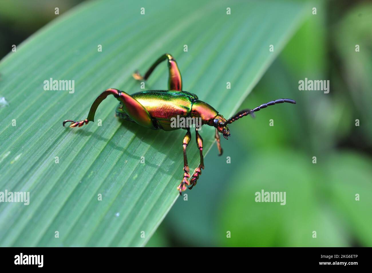 Froschkäfer oder Sagra Buquet ist eine Käfer-Art, die zur Familie Chrysomelidae gehört Stockfoto