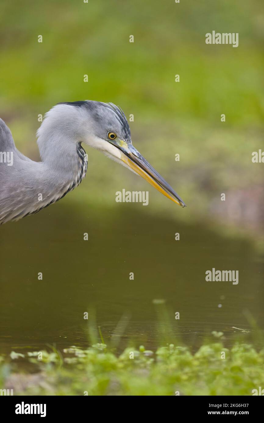 Grauer Reiher Ardea cinerea, Erwachsenenfütterung von dreispinnigem Stickleback Gasterosteus aculeatus, Beute, Suffolk, England, November Stockfoto