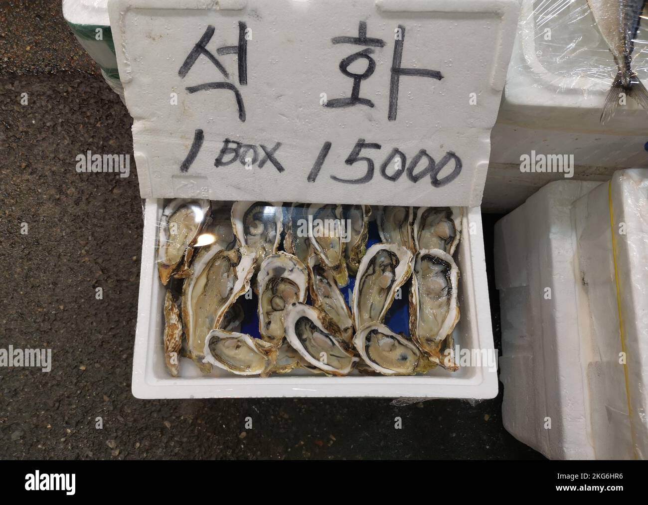 Frische Austern zum Verkauf auf dem lokalen Fischmarkt in Südkorea Stockfoto