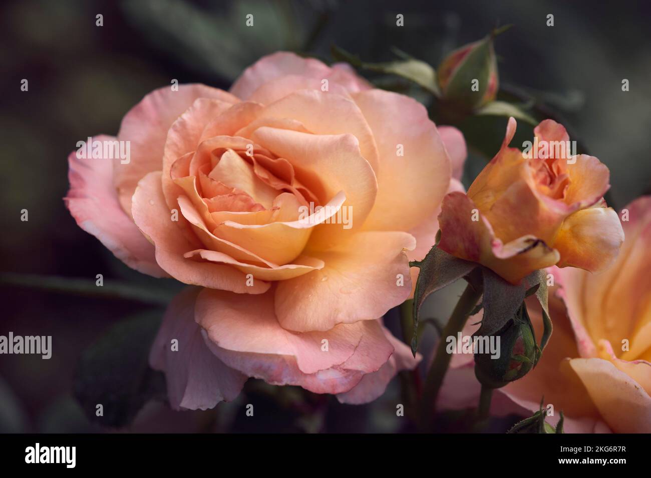 Wunderschöne rosa und pfirsichfarbene Rosen, die auf dem Busch wachsen Stockfoto