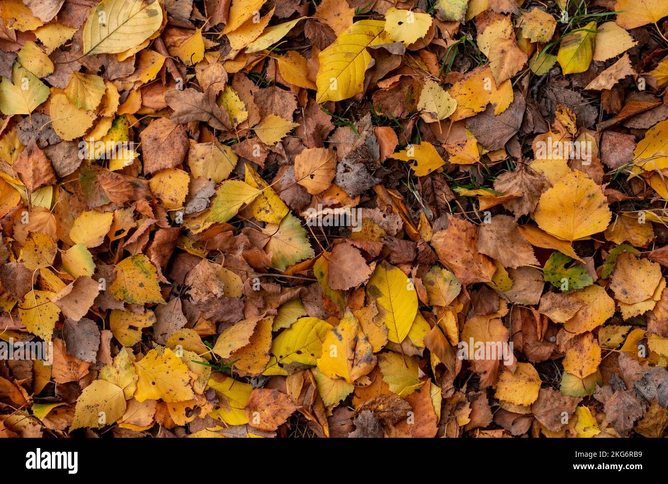 Natürliches Herbstbild. Herbst Hintergrund. Die Blätter, die den Boden bedecken. Stockfoto