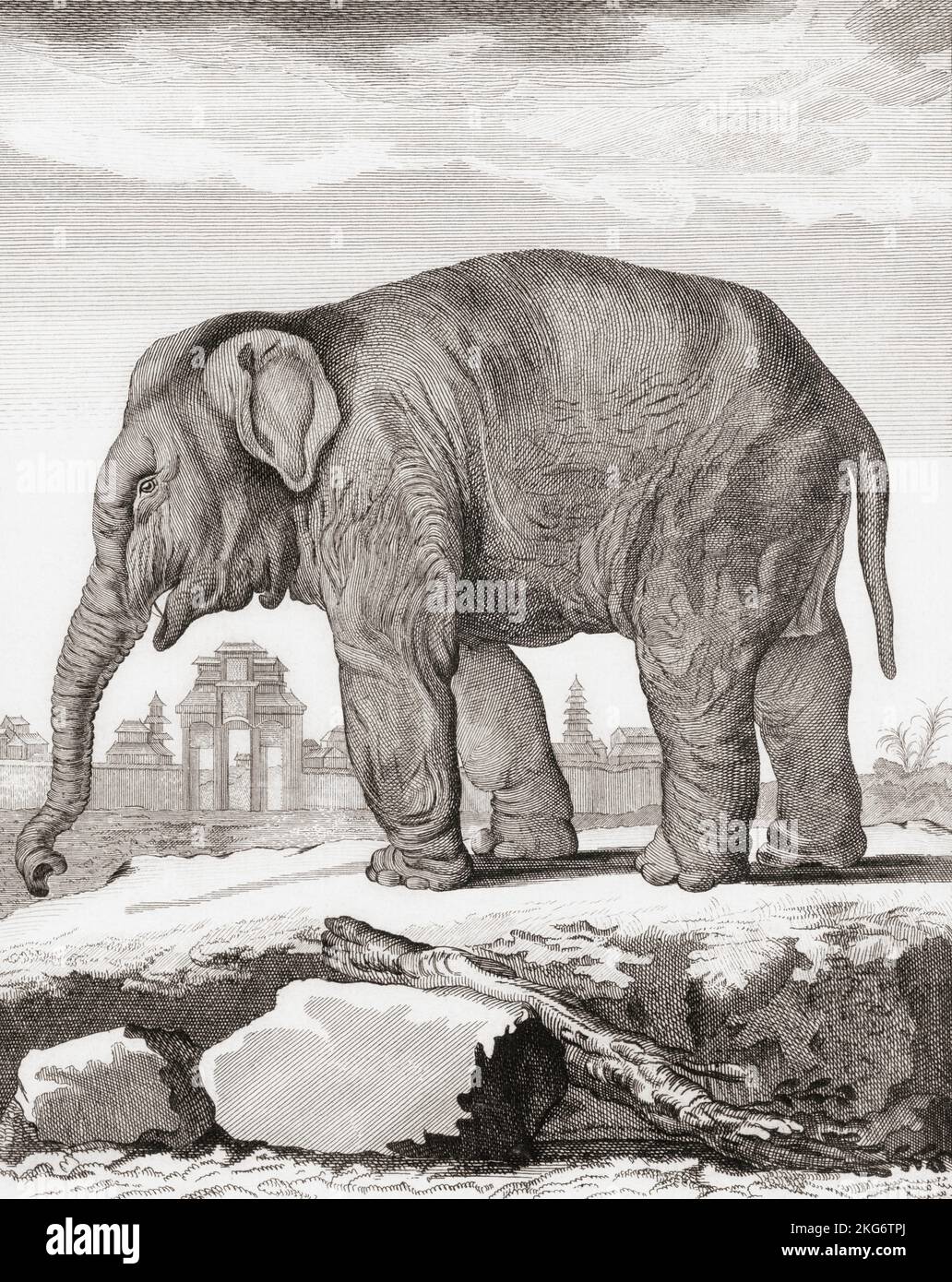Elefantenweibchen. Nach einem Druck von Barent de Bakker aus dem späten 18.. Jahrhundert nach einer Zeichnung von De Seve. Stockfoto