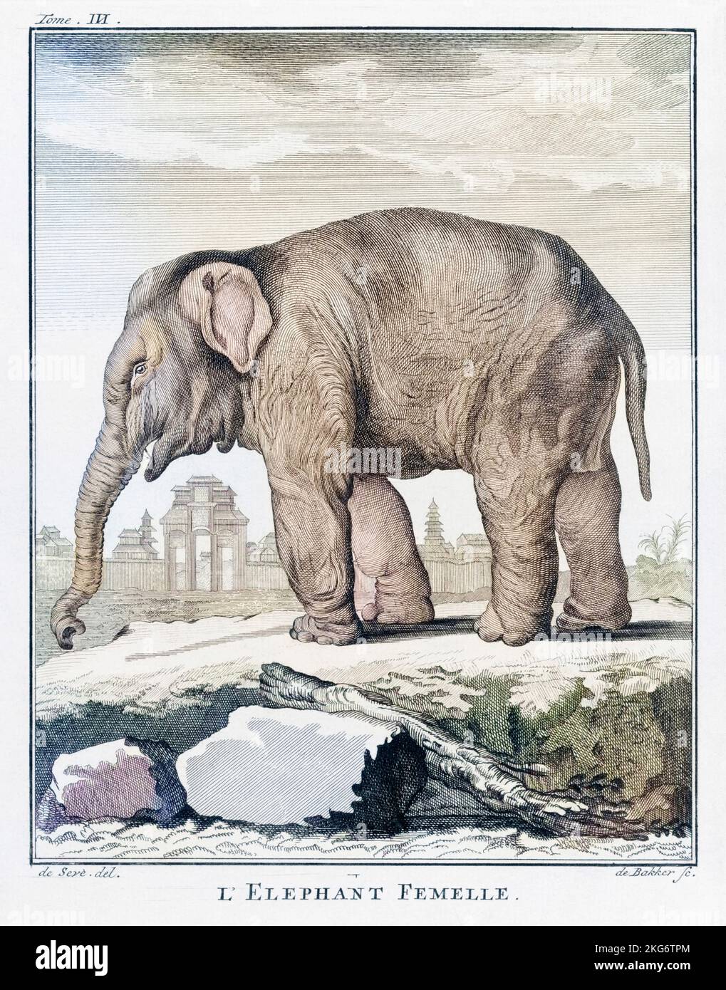 Elefantenweibchen. Nach einem Druck von Barent de Bakker aus dem späten 18.. Jahrhundert nach einer Zeichnung von De Seve. Spätere Farbgebung. Stockfoto