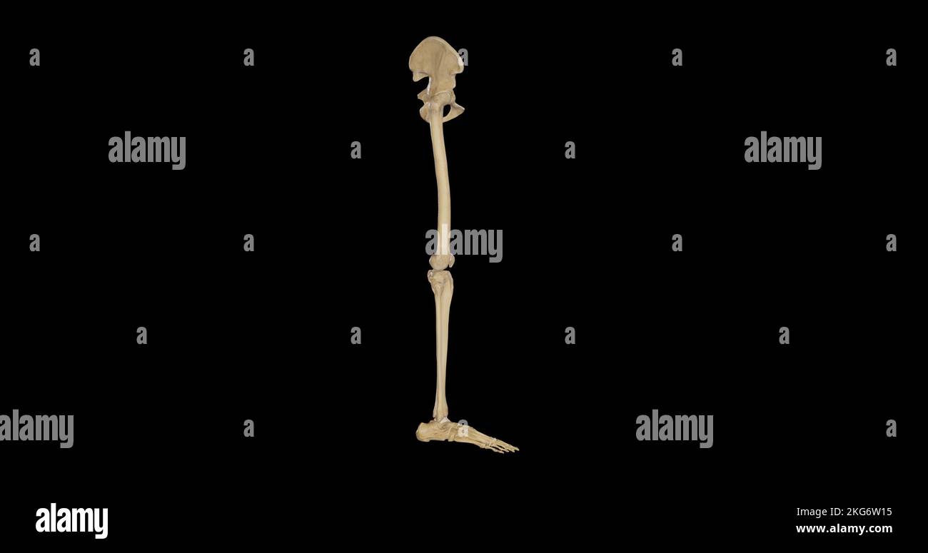 Knochen des rechten unteren Extremitätenbereichs - Seitenansicht Stockfoto